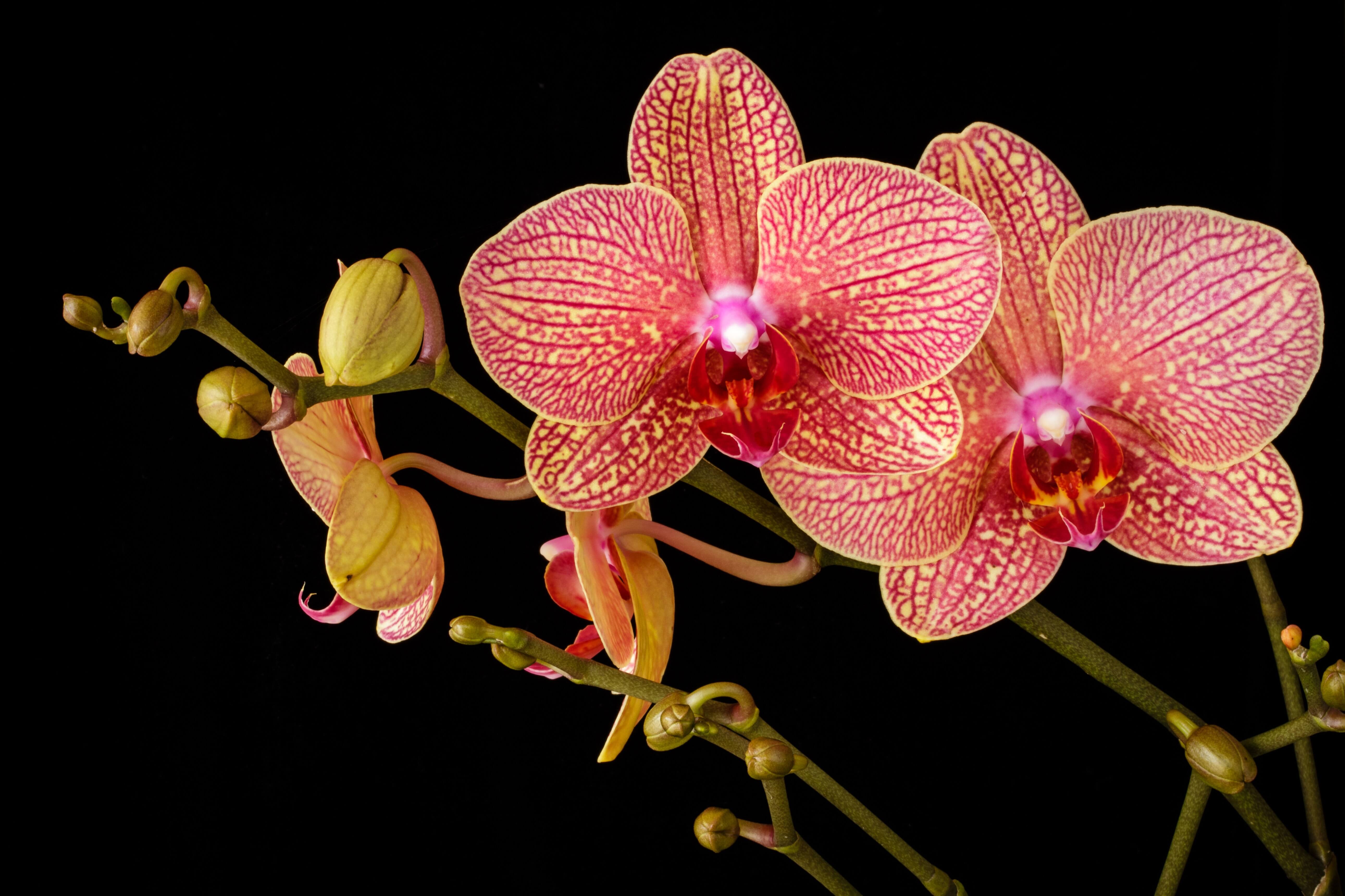 teksten-voor-trainers-paula-brummelkamp-blog-orchideeen-kweken